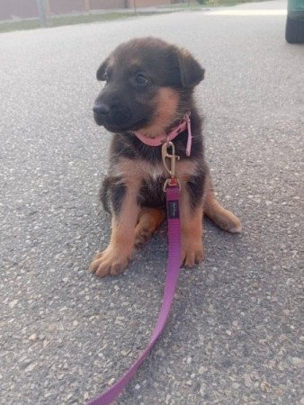 rajzos nemet juhasz elado