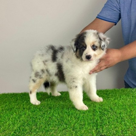 Ausztrál juhászkutya