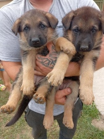 rajzos nemet juhasz elado