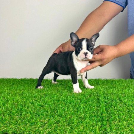 Boston terrier