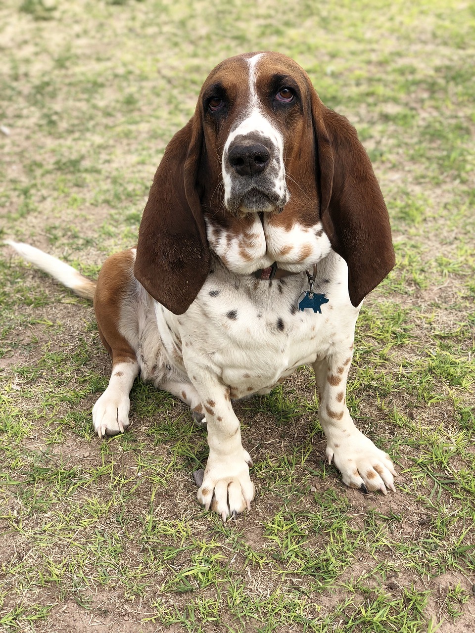 basset hound