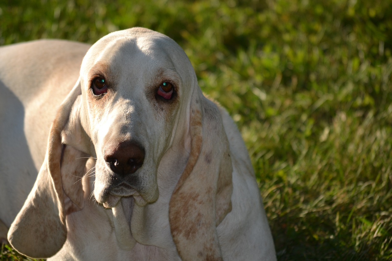 basset hound