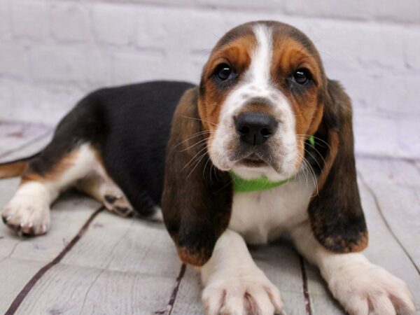 basset hound