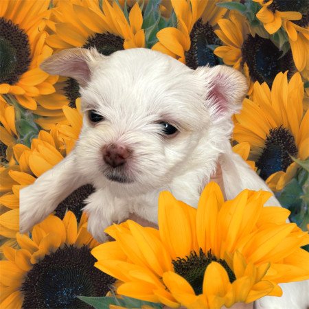 White gold yorkshire terrier