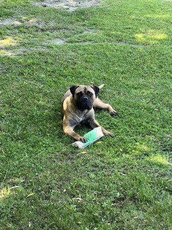 2 bullmasztiff szuka eladó