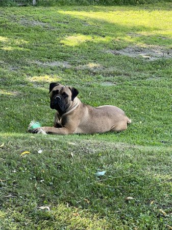 2 bullmasztiff szuka eladó