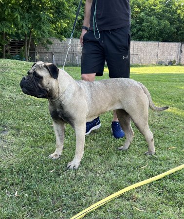 2 bullmasztiff szuka eladó