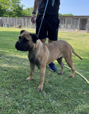 2 bullmasztiff szuka eladó