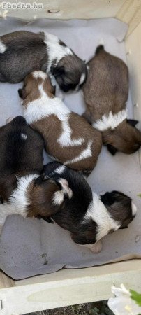 shih-tzu kölyök. Kutyák eladók