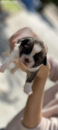 shih-tzu kölyök. Kutyák eladók