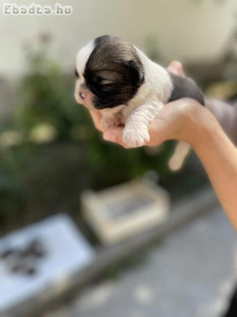 shih-tzu kölyök. Kutyák eladók