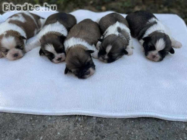 shih-tzu kölyök. Kutyák eladók