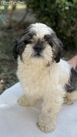 shih-tzu kölyök. Kutyák eladók