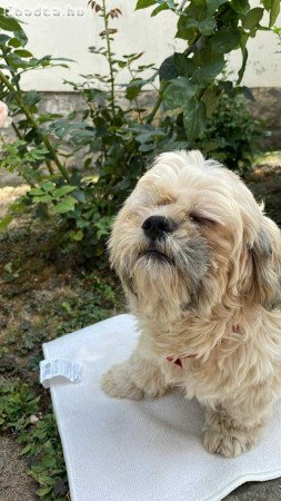 shih-tzu kölyök. Kutyák eladók