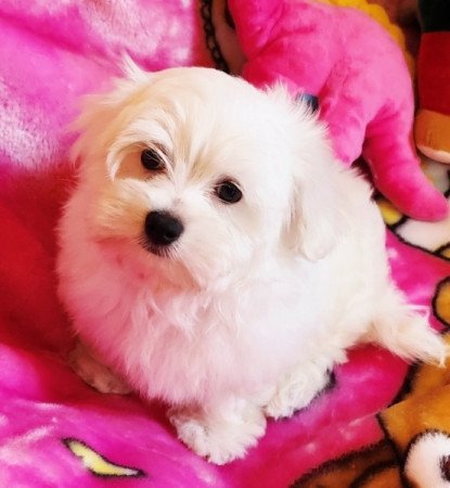 Bichon Havanese