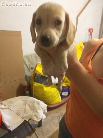 tacsko kolykok  eladok