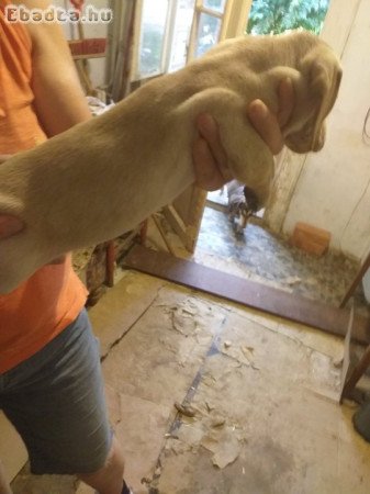 tacsko kolykok  eladok