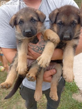 nemet juhasz kolykok eladok