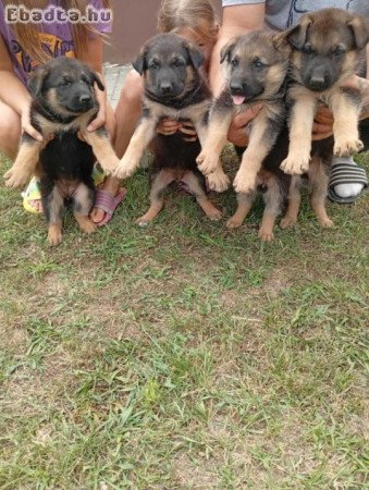 nemet juhasz kolykok eladok