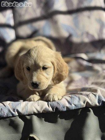 Golden retriever kiskutyák
