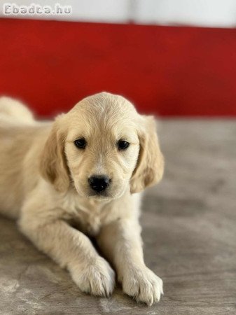 Golden retriever kiskutyák