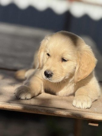 Golden retriever
