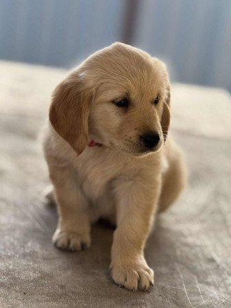Golden retriever