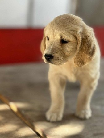 Golden retriever