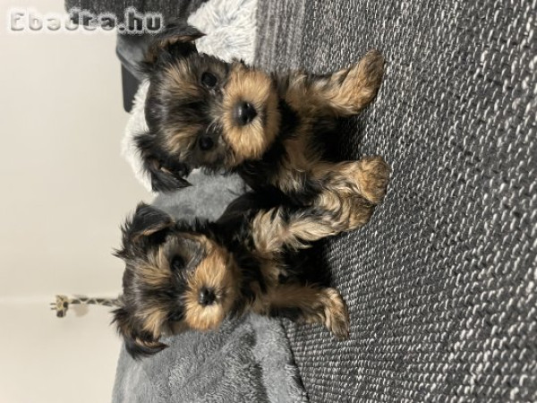 Yorkshire terrier kisfiúk