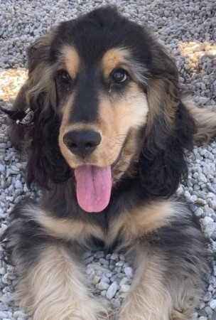 angol cocker spániel