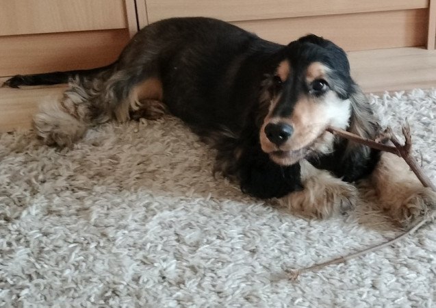 angol cocker spániel