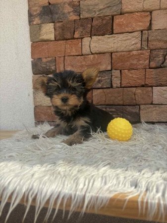 Yorkshire terrier