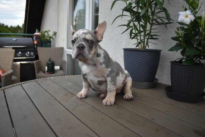 Francia bulldog