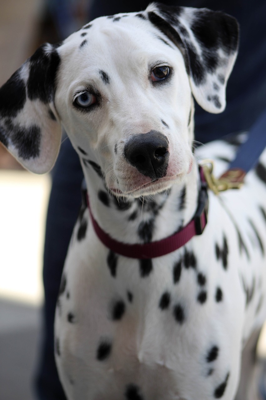 dalmata