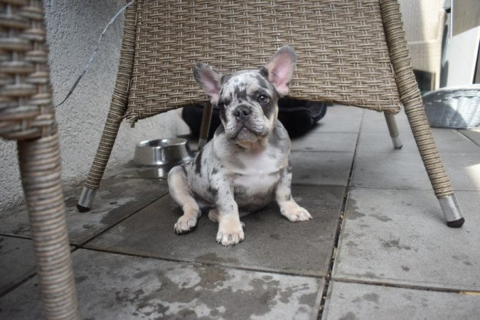 Francia bulldog