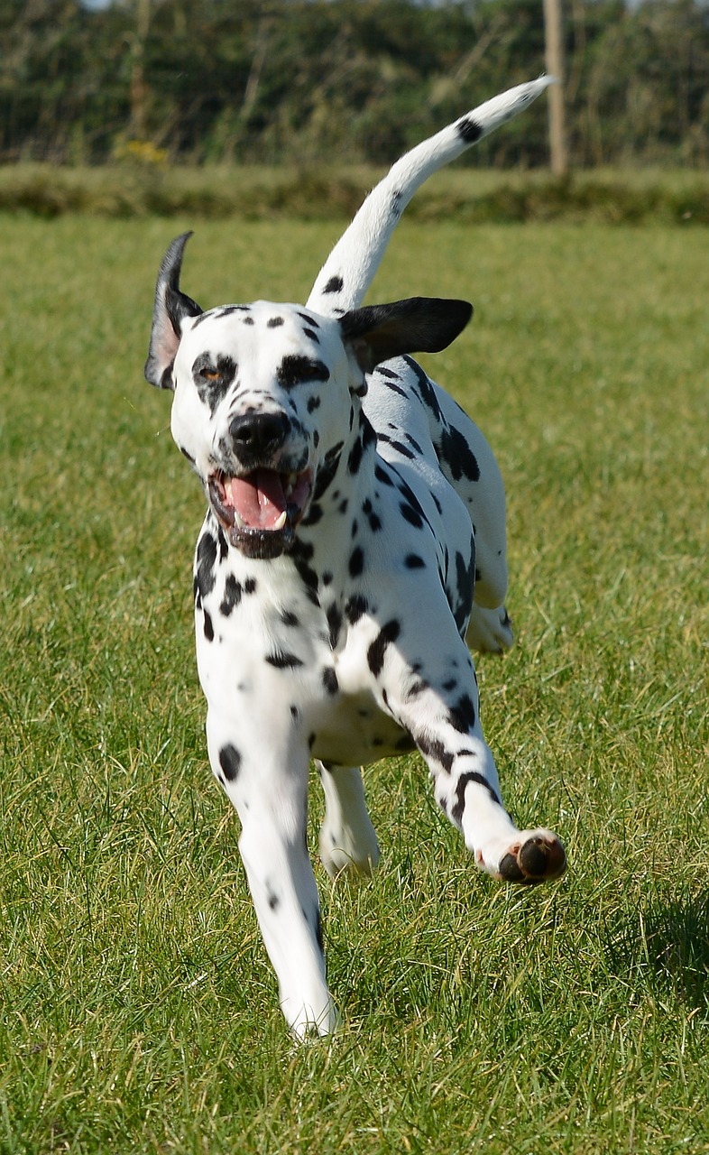 dalmata