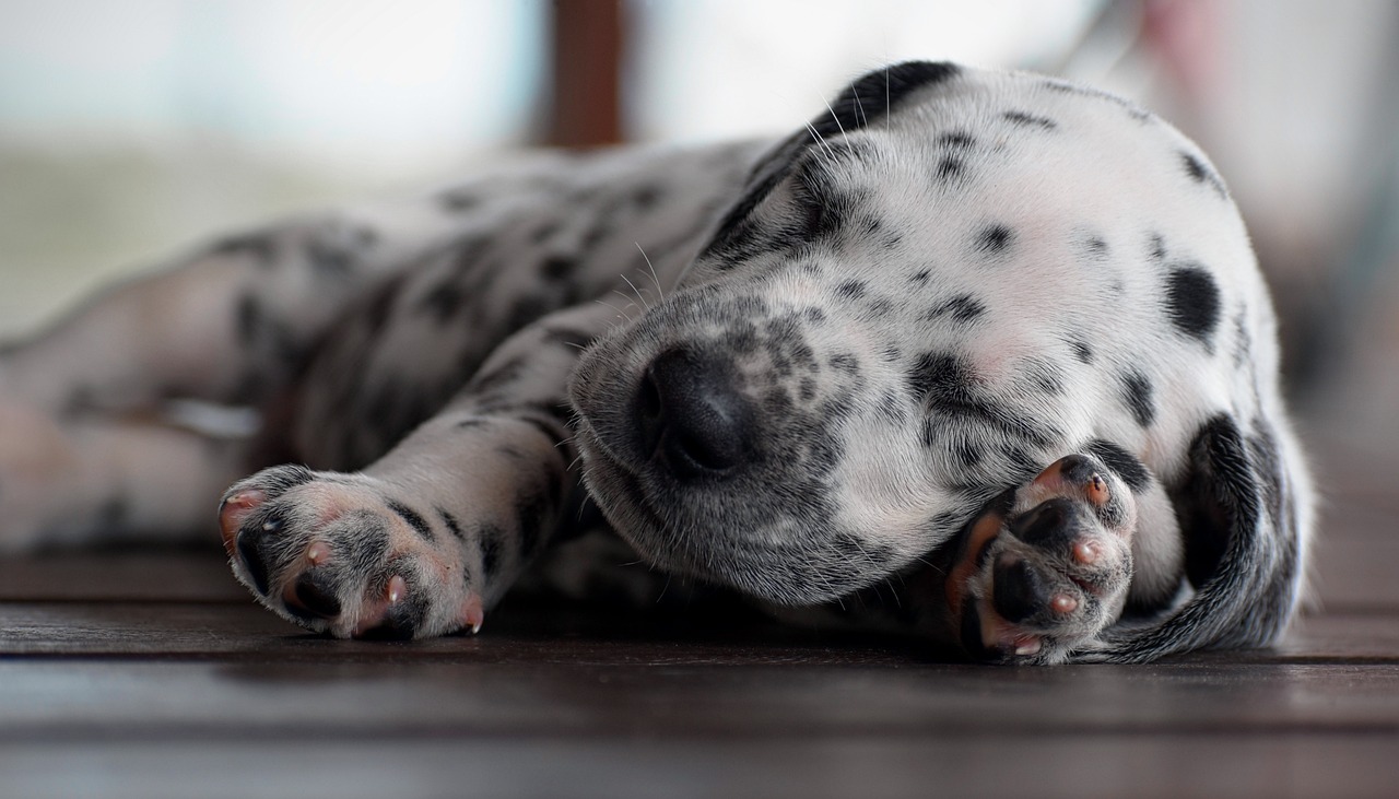 dalmata