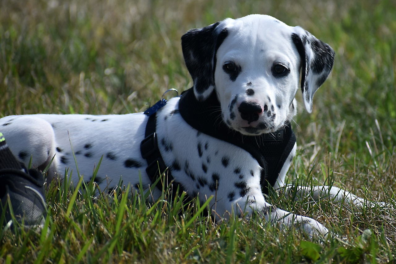 dalmata