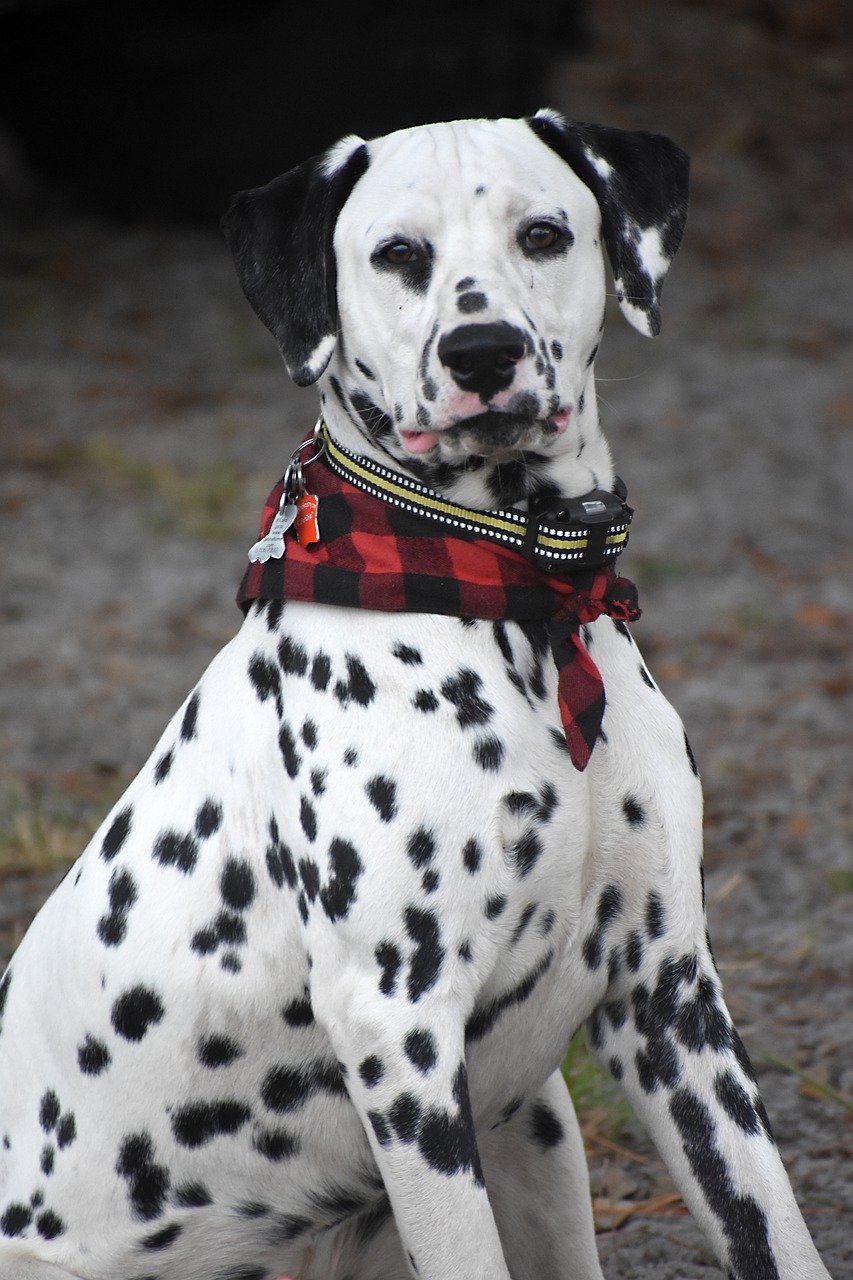 dalmata