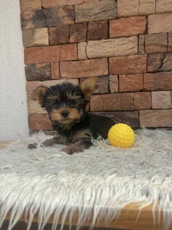 Yorkshire terrier