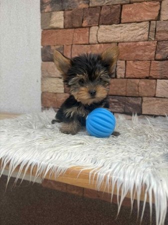 Yorkshire terrier