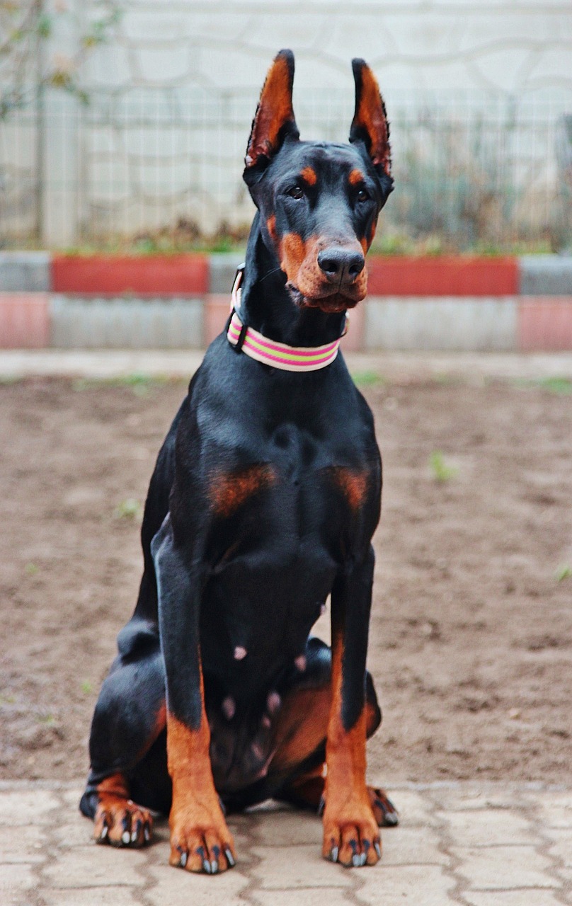 dobermann