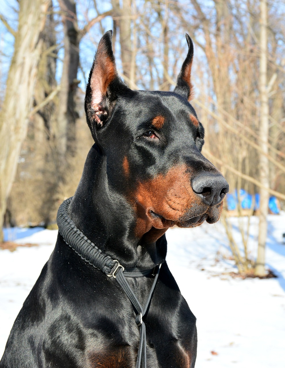 dobermann