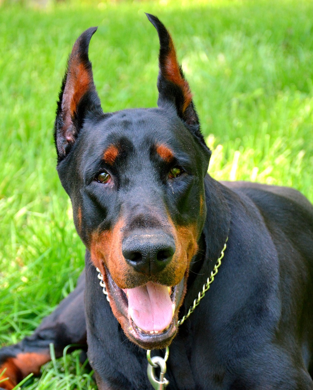 dobermann