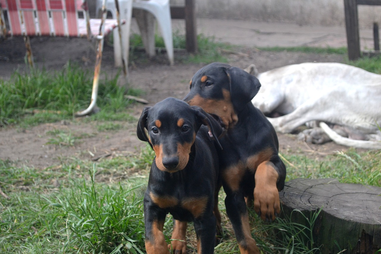 dobermann