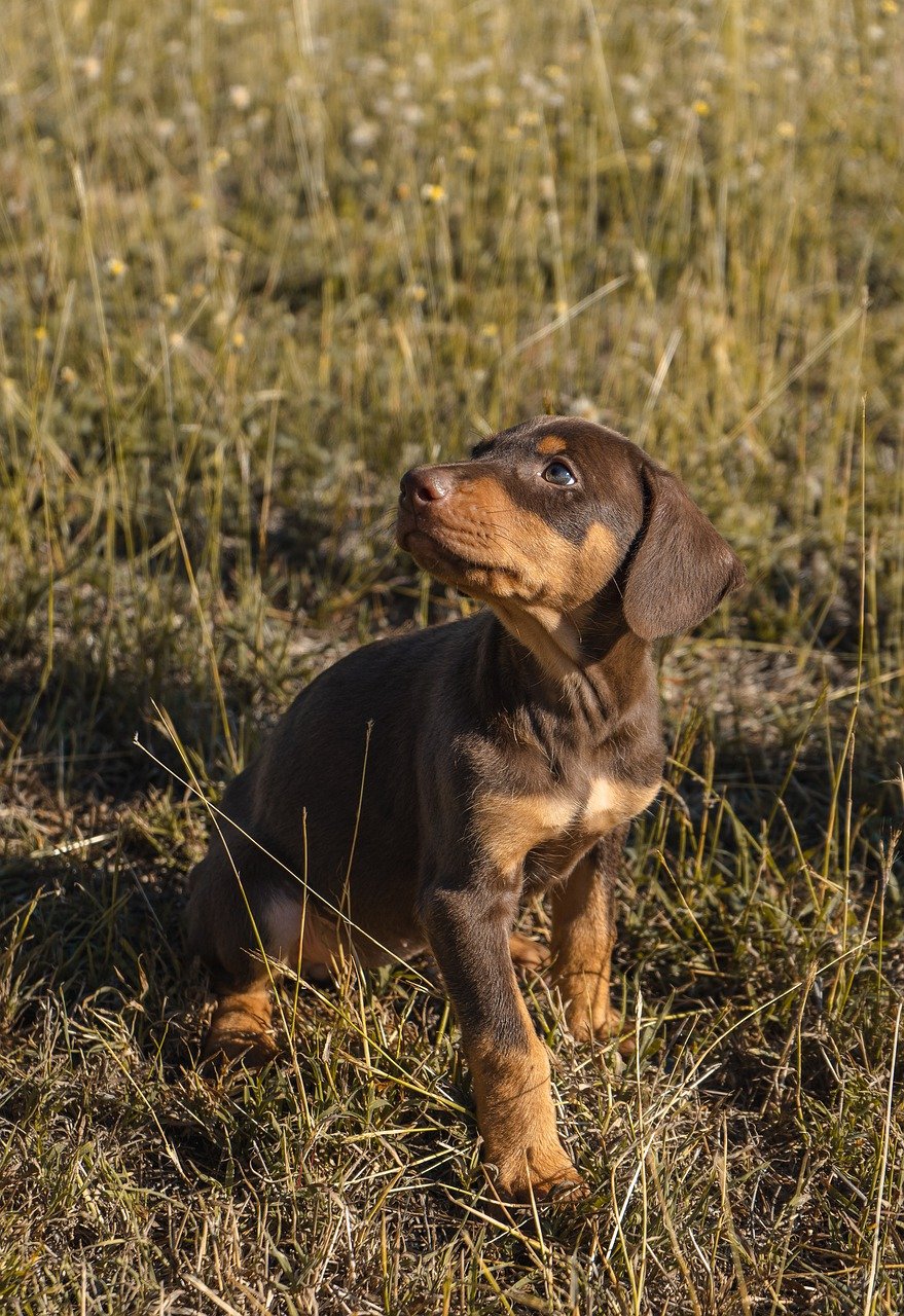 dobermann