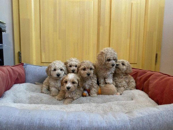 Maltipoo Maltai selyem es Torpe uszkar