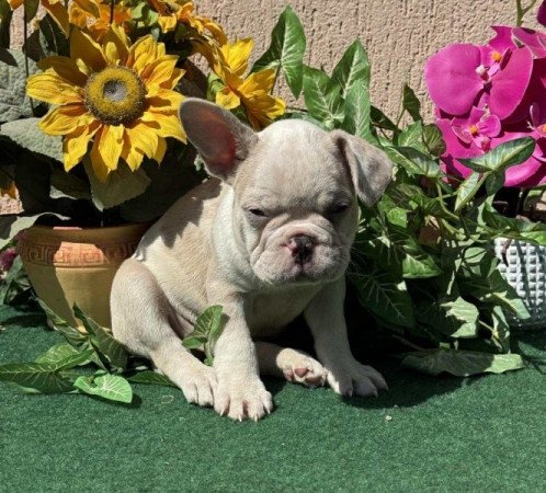 Francia Bulldog