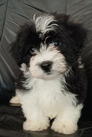 bichon havanese