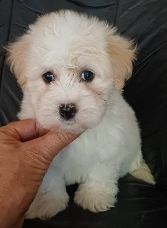 bichon havanese